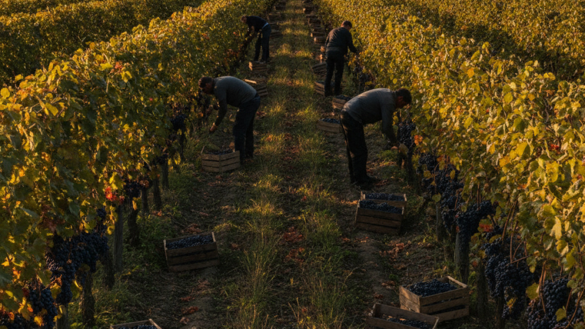 Vendanges 2026 en cours en Bordelais : mi-parcours