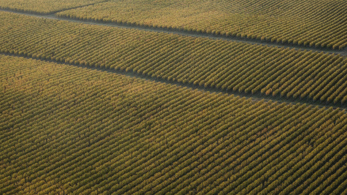Vendanges 2026 en Vallée de la Loire : bilan d'une récolte sous le signe de la fraîcheur